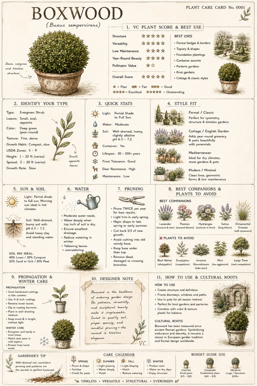 Boxwood Plant Care Card — VC Score, Quick Stats, Care Guide, Companions, and Designer Notes