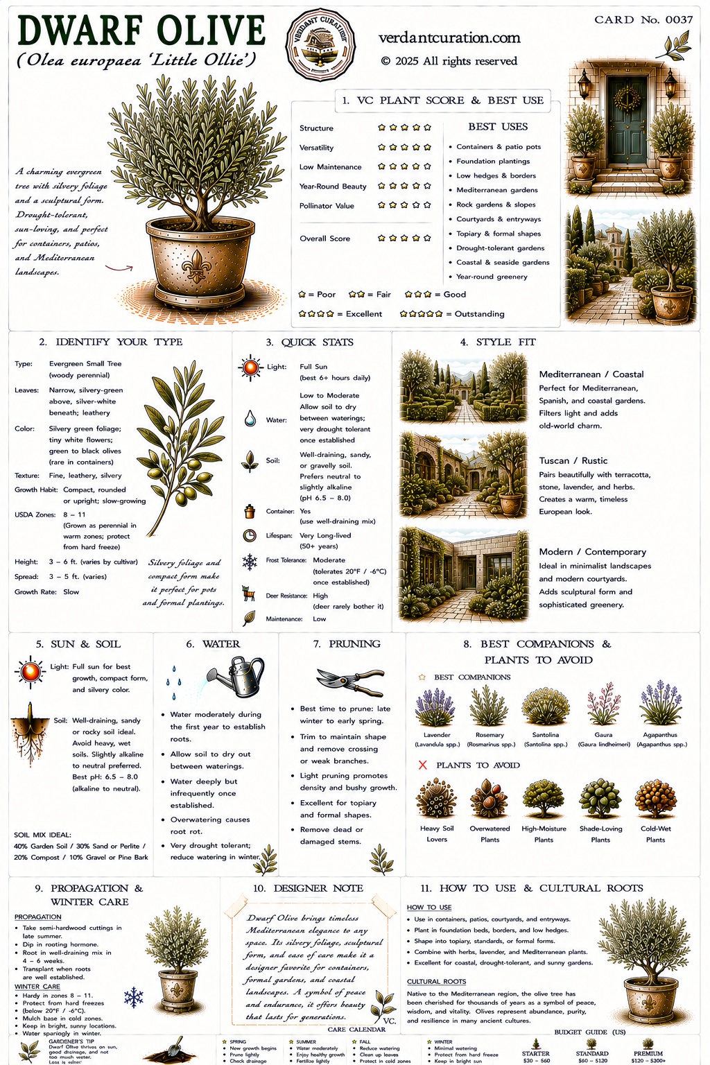 Dwarf Olive Plant Care Card &mdash; VC Score, Quick Stats, Care Guide, Companions, and Designer Notes